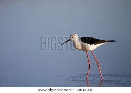 Winged Stilt