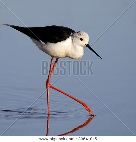 Winged Stilt