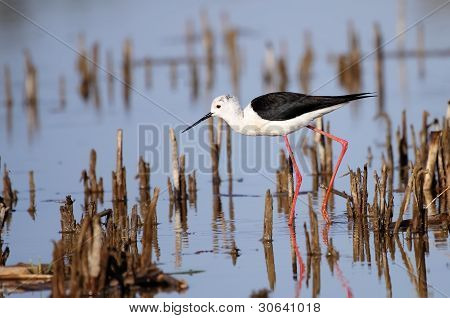 Winged Stilt