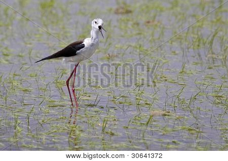 Winged Stilt