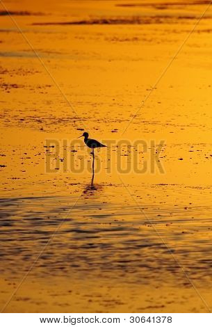 stilt
