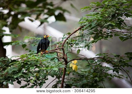 Yellow Faced Myna At Hong Kong Park Aviary
