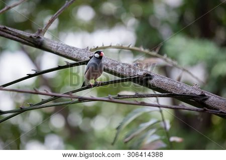 Java Sparrow Bird Sitting On Branch In Aviary