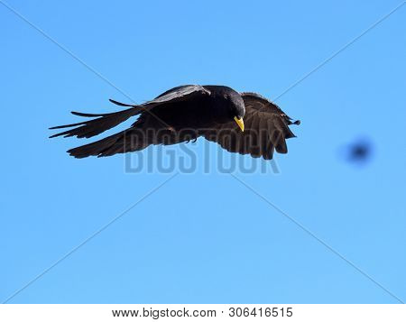 The Alpine chough or yellow-billed chough (Pyrrhocorax graculus) flying