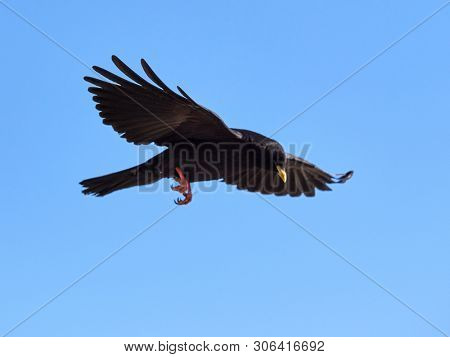 The Alpine chough or yellow-billed chough (Pyrrhocorax graculus) flying