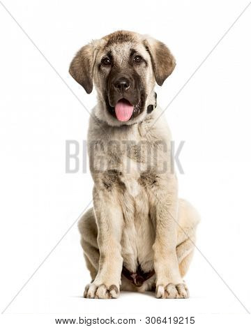3 months old puppy Anatolian Shepherd dog sitting against white background