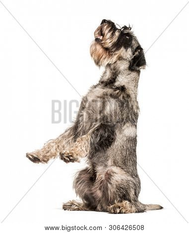 Standard Schnauzer sitting against white background