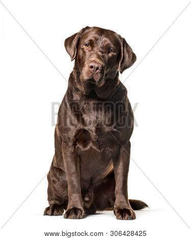 Labrador Retriever , 2, 5 years old, sitting against white background