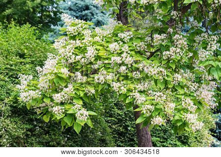 View Of Blooming Catalpa Bignonioides Tree With White Flowers