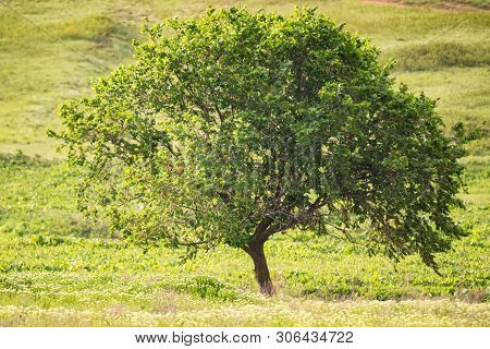 Lonely Tree In Summer Steppe Beautiful Landscape
