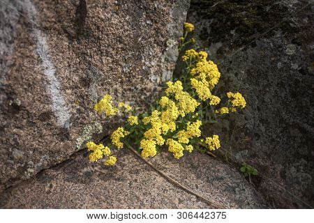 Alissum Rocky Blooming In Aktovskiy Canyon Of The Nikolaev Region In Ukraine