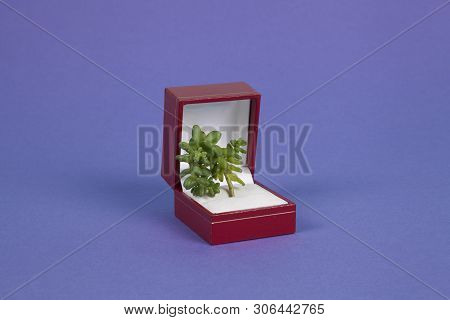 Jewel Plant Purple