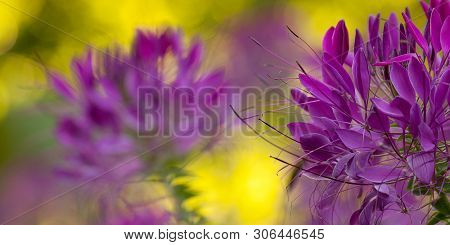 Beautiful Bright Cleoma Flower In The Park Creates A Bright Festive Background