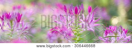 Bright Beautiful Flowers Of Cleoma