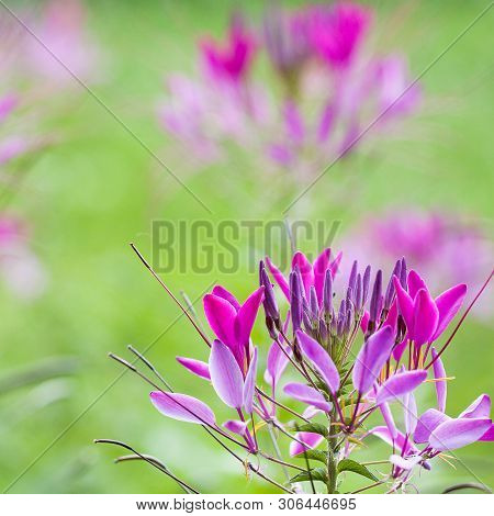 Bright Beautiful Flowers Of Cleoma