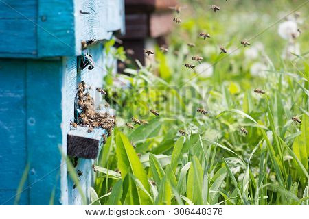 Bees Carry Nectar To The Hive. Flying Bees In The Spring. Swarm Of Bees