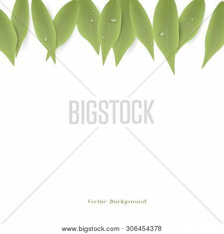 Background With Green Leaves, Vector Illustration. Leaves From The Top,