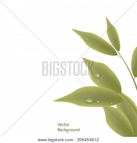 Green Branch With Leaves And Water Drops Isolated On White Background. Vector Illustration