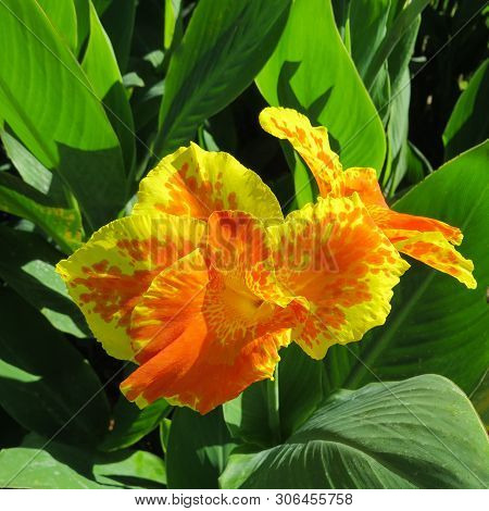 Flower Canna Yellow King Humbert With Yellow Petals And Red Spots On Them Against The Background Of 