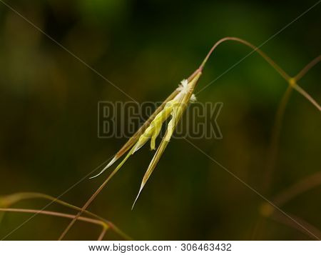 Close Up Of Yellow Flower Of Stipa Gigantea