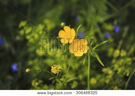 Yellow Flowers Close Up In Summer. Ranunculus Acris.