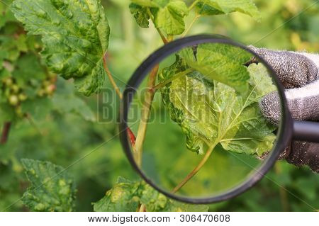 Currant Leaves Damaged By The Invasion Of Aphids. The Gardener Watches Through The Magnifying Glass 