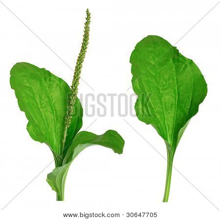 녹색 흰색 배경에 주요 Plantago (