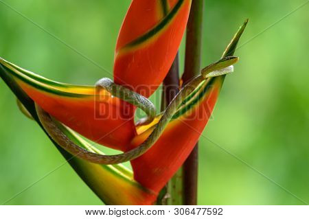 Full Body Shot Of A Green Vine Snake (oxybelis Fulgidus), Photographed On Barro Colorado Island, Pan