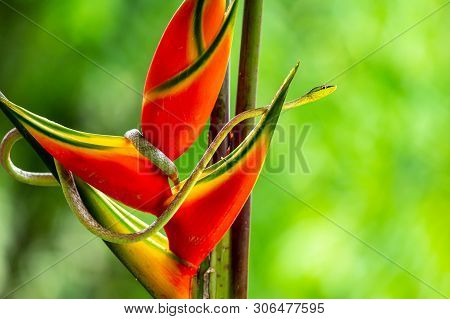 Full Body Shot Of A Green Vine Snake (oxybelis Fulgidus), Photographed On Barro Colorado Island, Pan
