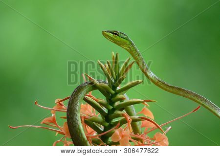 Full Body Shot Of A Green Vine Snake (oxybelis Fulgidus), Photographed On Barro Colorado Island, Pan