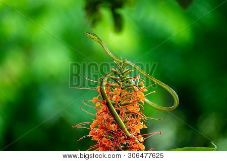 Full Body Shot Of A Green Vine Snake (oxybelis Fulgidus), Photographed On Barro Colorado Island, Pan