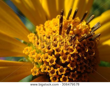 Macro Shot Maxican Sunflower, Yellow Flower Background