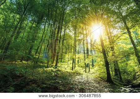 Sunlight In Primeval Beech Forest. Beautiful Summer Nature Background Of Vihorlat National Park In S