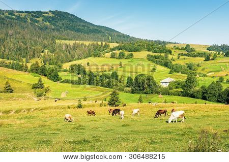 Cattle Grazing Meadow In Mountains. Rural Fields And Village On The Hill In The Distance. Wonderful 