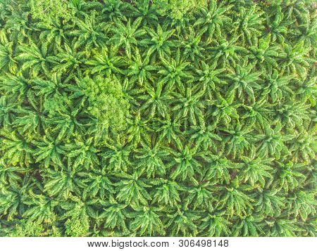 Aerial View Palm Plantation Green Forest Morning Sunrise