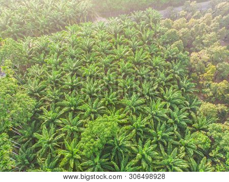 Aerial View Palm Plantation Green Forest Morning Sunrise