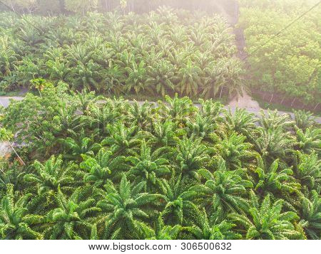 Aerial View Palm Plantation Green Forest Morning Sunrise
