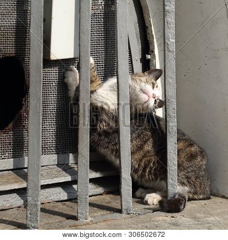 A Gray Cat In Barred Basement Window