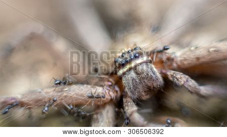 Macro Of A Group Of Ants Attacking And Eating A Giant Crab Spider