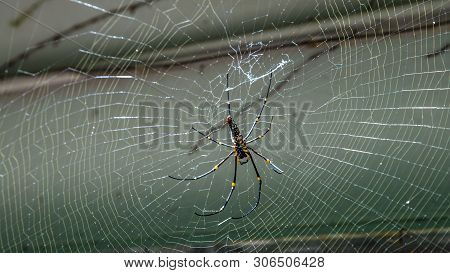 A Female Giant Woods Spider In The Mountain Forest Of Taipei