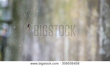 Orb-web Spider In National Forest Area