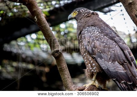Crested Serpent Eagle In Captivity At Zoo. Spilornis Cheela