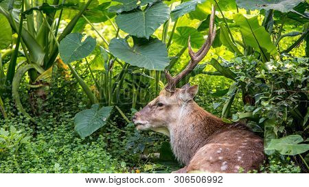 A Cervus Nippon, Sika Deer, Resting Lying Among The Trees And Forest Plants