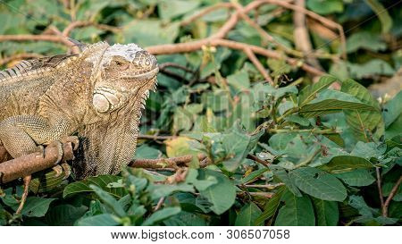 Close Up Of A Huge Green Iguana Is Standing And Resting On Branch Of Tree