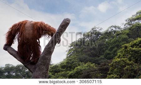A Bornean Orangutan, Pongo Pygmaeus, Climbed Up To The Top Of The Tree With Blue Sky