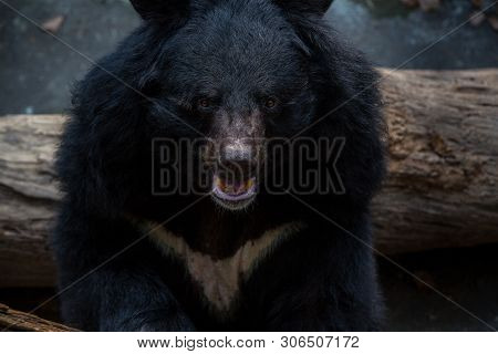 Closeup To Face Of An Adult Formosa Black Bear In The Forest At A Day Hot Summer