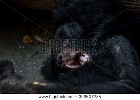 Closeup To The Face Of An Adult Formosa Black Bear Lying Down On The Forest.