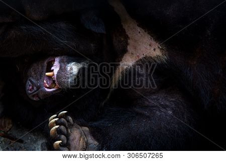 Closeup To The Face Of An Adult Formosa Black Bear Lying Down On The Forest.