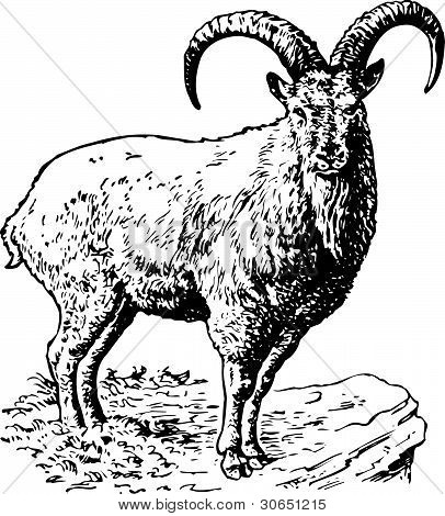 Turus coucasica