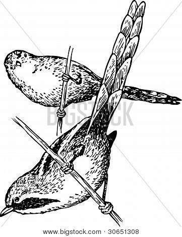 Kuş panurus biarmicus